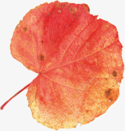 黄红色秋天树叶素材