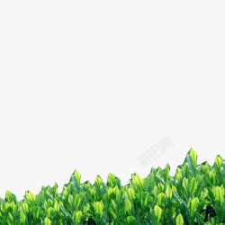 在绿绿的绿绿的茶叶高清图片