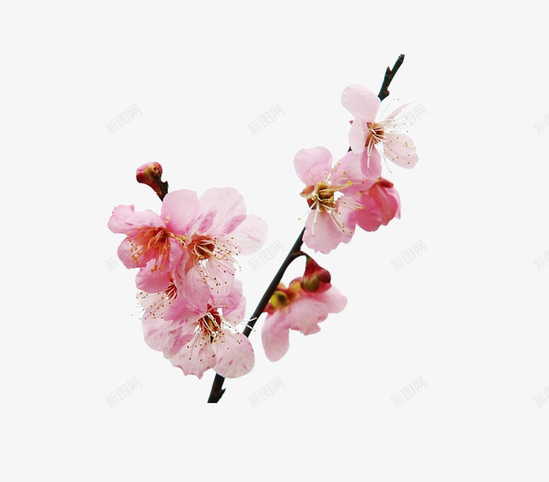 粉白色的桃花png免抠素材_88icon https://88icon.com 手绘 枝干 树枝 桃子 桃花 水果 粉白色的 花朵