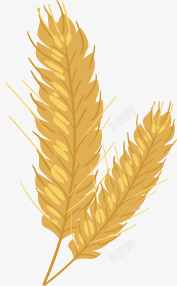 金色的小麦矢量图素材