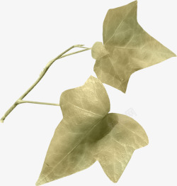 枝叶片素材