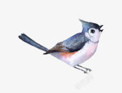 水彩画小鸟素材