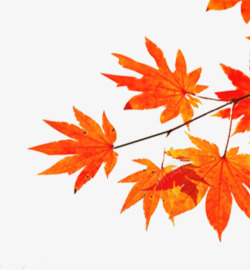 红色枫叶装饰秋日素材