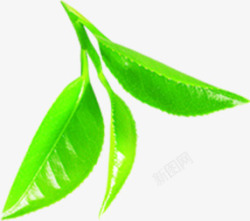 绿色茶叶装饰绿叶素材
