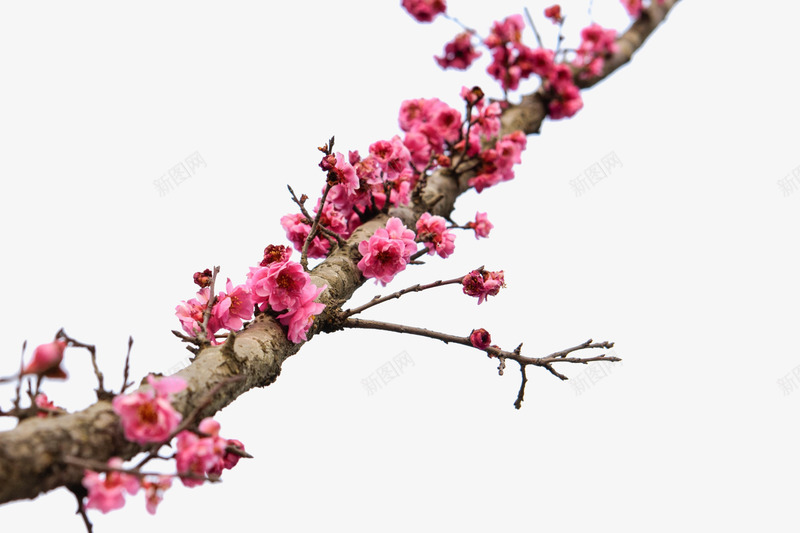 树枝桃花红色花朵png免抠素材_88icon https://88icon.com 树枝 桃花 红色 花朵
