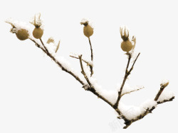 带雪樱桃树枝带雪树枝图案高清图片