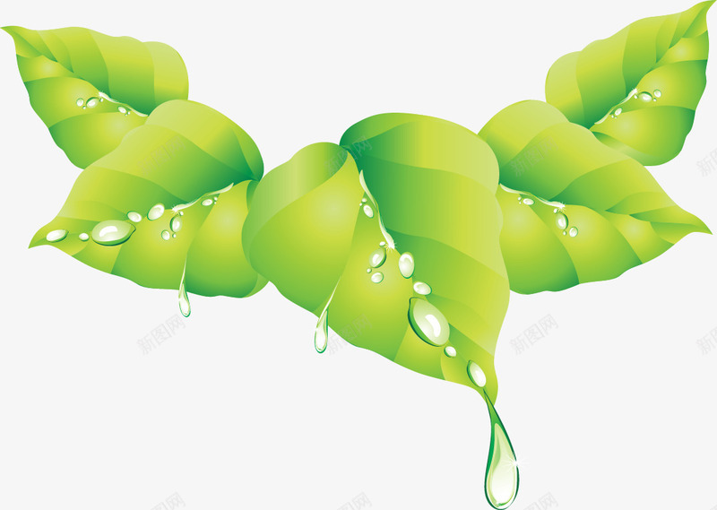 手绘树叶上的水滴png免抠素材_88icon https://88icon.com 手绘 树叶上的水滴 绿色