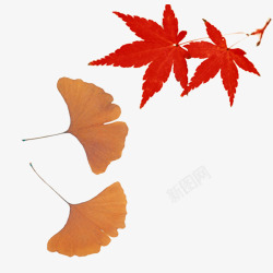 两款秋色枫叶图案素材