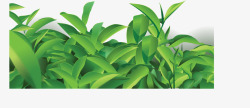 夏季绿色精致茶叶矢量图素材