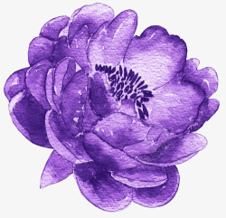 创意夏季彩铅花卉装饰图紫色菊花素材