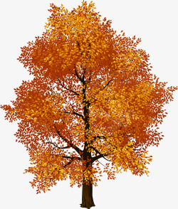 秋天黄色大树素材