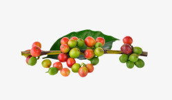 红绿色带树枝的咖啡果实物素材