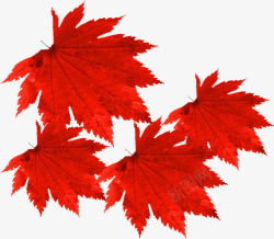 红色秋日枫叶纹理素材