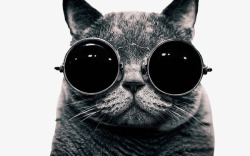 可爱戴眼镜小猫素材