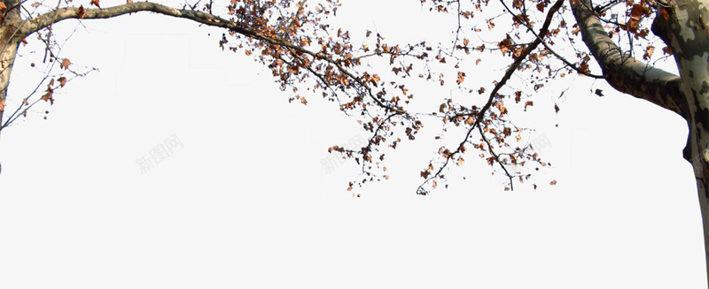 枯树png免抠素材_88icon https://88icon.com 四季树 无叶 枯树 树叶 树木 树林 树枝 植物 生物世界 秋天的树 花草树