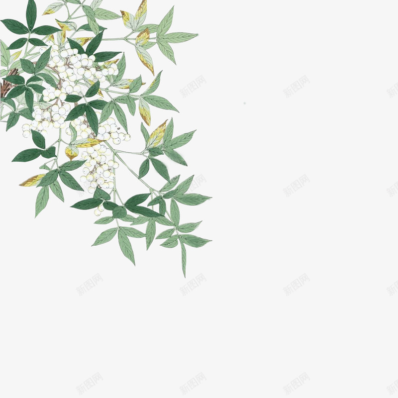 植物插画png免抠素材_88icon https://88icon.com png 插画 树枝 植物 白色 素材 花朵