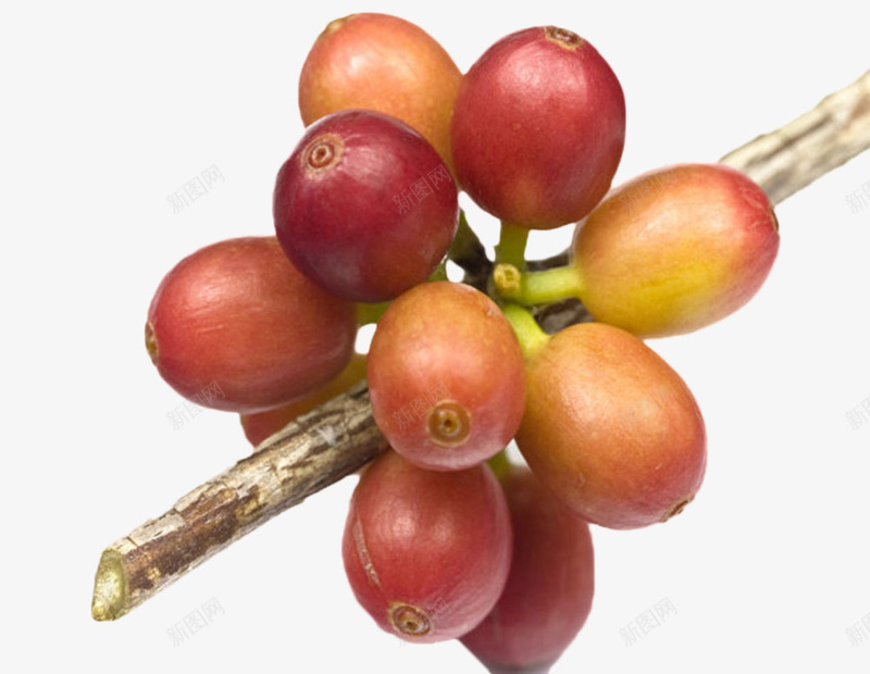 红色成熟的一串咖啡果实物png免抠素材_88icon https://88icon.com 一串 咖啡属 咖啡族 咖啡果 果实 枝叶 树枝 植物界 浆果 种子 食物 龙胆目