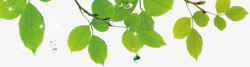 嫩绿树枝树叶植物素材
