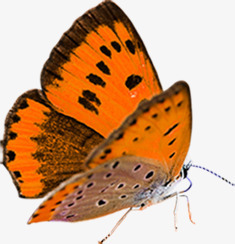夏季黄色斑点蝴蝶动物素材