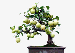青苹果盆栽苹果树实物高清图片