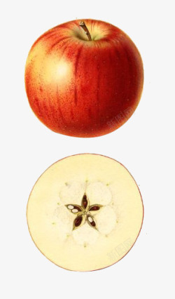 苹果果实食物素材