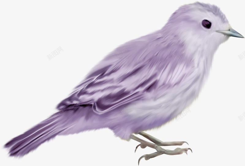装饰手绘小鸟案png免抠素材_88icon https://88icon.com 小鸟 手绘 紫色小鸟 绘画 装饰 鸟