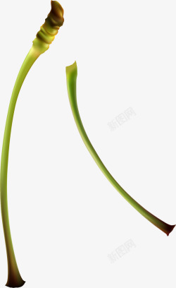 绿色根茎绿色植物根茎高清图片