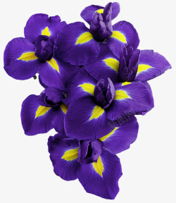 紫色秋天植物喇叭花素材
