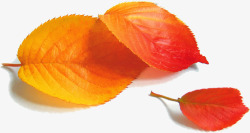 秋天红色树叶素材