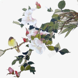 鸟在枝头素材