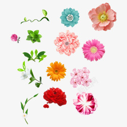 各种彩色夏季花朵素材