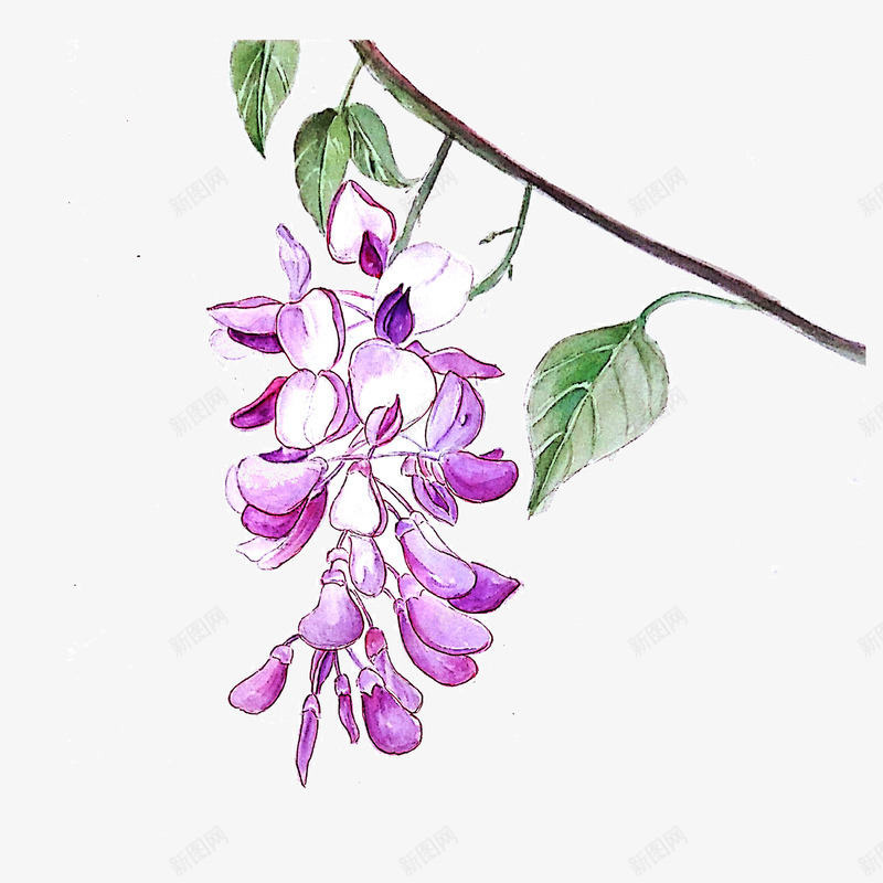 紫色开满树枝的花png免抠素材_88icon https://88icon.com 创意 卡通 商务 手绘 漂亮 简约 紫色 花朵