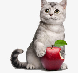 抓着苹果的可爱小猫素材