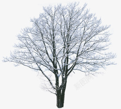 冬季雪花大树素材