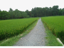 小路两旁的稻田素材
