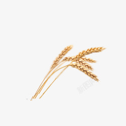 秋天的小麦素材
