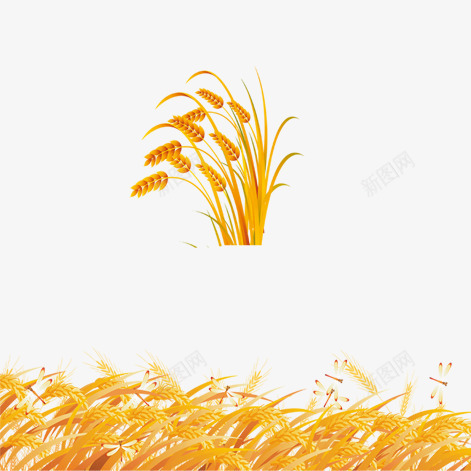 麦穗png免抠素材_88icon https://88icon.com 秋天 金色