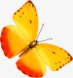 黄红色夏季蝴蝶装饰素材