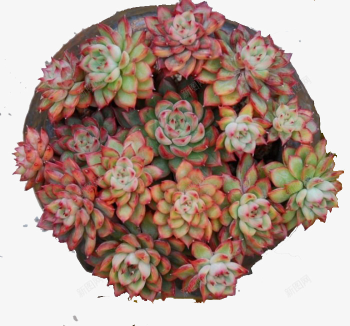 黑盆中的多肉组合png免抠素材_88icon https://88icon.com 多肉 多肉植物 多肉组合 实物 植物 盆栽 黑色盆