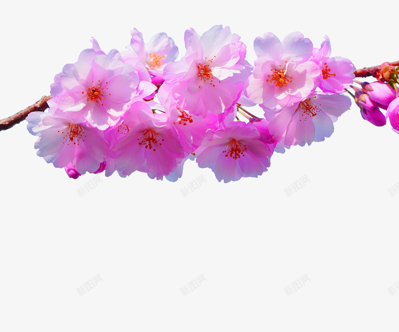 粉色春天桃花树枝装饰图案png免抠素材_88icon https://88icon.com 免抠PNG 春天 树枝 桃花 桃花盛开 浪漫 粉色 装饰图案