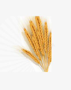 金色麦穗背景图素材