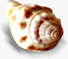 夏季海边海螺png免抠素材_88icon https://88icon.com 夏季 海螺 海边 素材