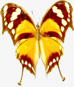 黄色斑点夏季蝴蝶装饰素材