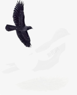 黑色飞翔小鸟装饰素材