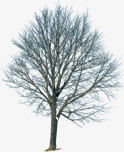 冬季大树装饰素材