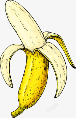 夏季手绘拨开的香蕉素材