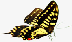 黄色斑点夏季蝴蝶动物素材