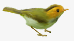 绿色小鸟素材