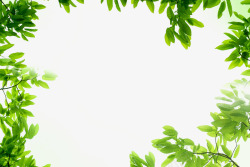 清新文艺绿色树叶装饰边框素材