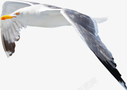 海边飞翔的海鸥摄影素材